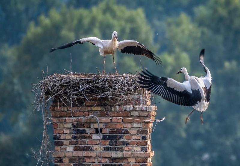 Expert Chimney Animal Removal in Mckinney, TX Professional Chimney Animal Removal Services in Mckinney, Texas
