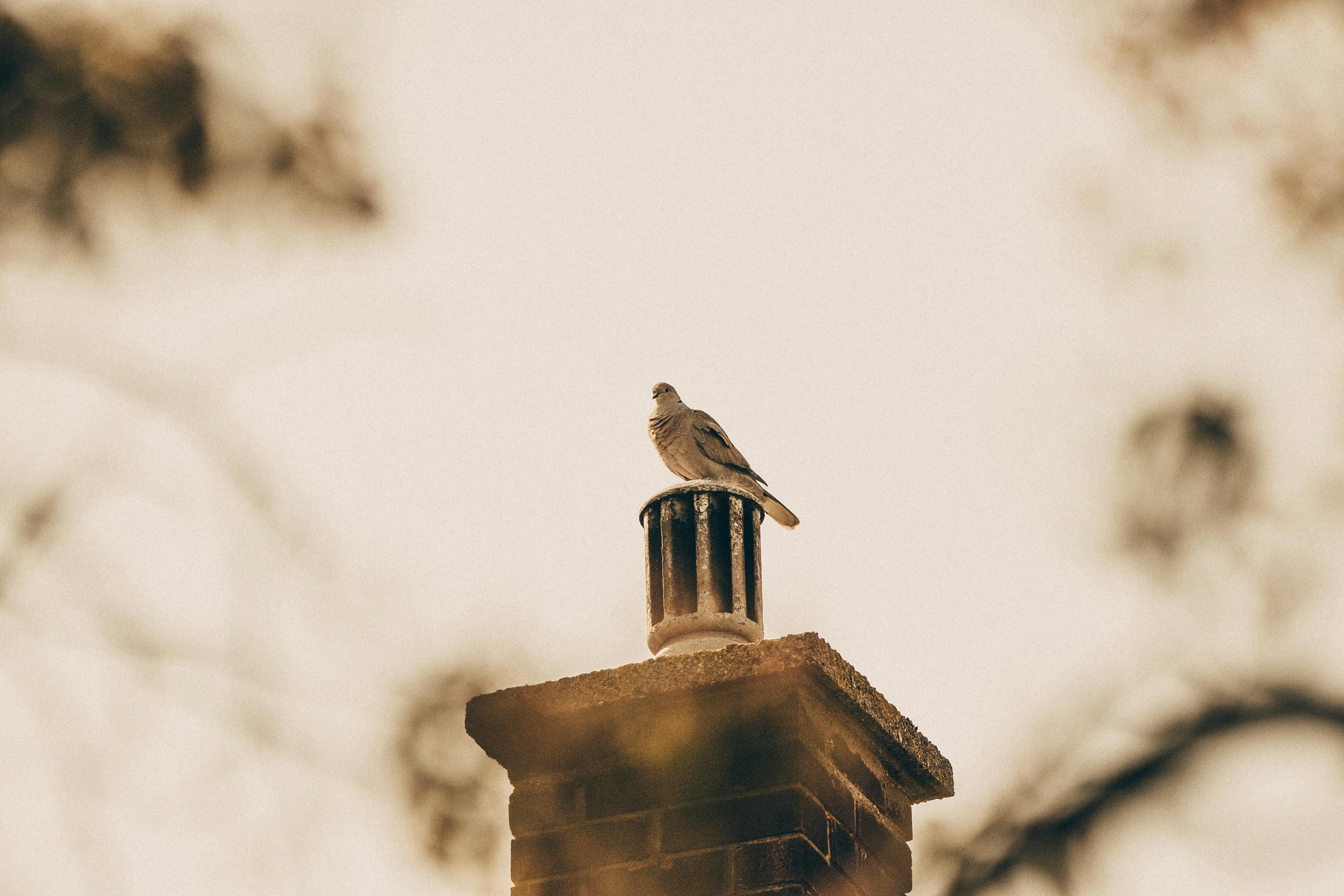 Expert Chimney Cap Installation in Mckinney, Texas